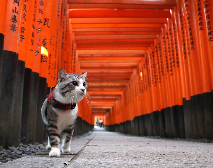 САМЫЙ ФОТОГЕНИЧНЫЙ КОТ В МИРЕ - Кот, Фотография, Море, Япония, Милота, Сакура, Будда, Длиннопост