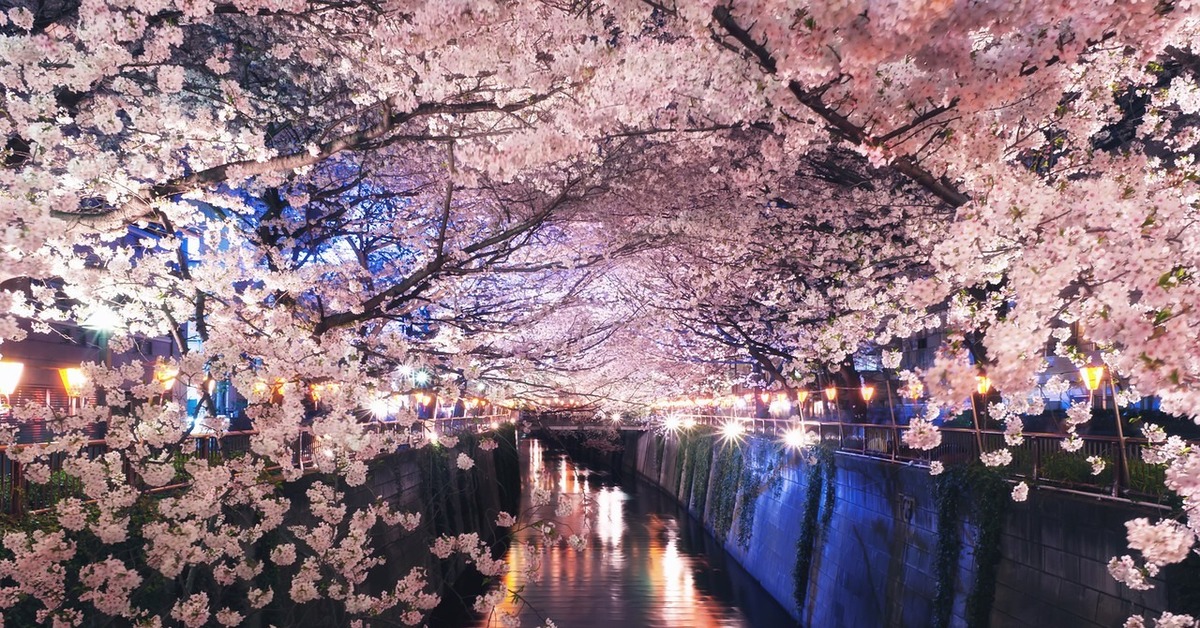 Blossoms after winter. Токио Сакура. Цветение Сакуры в Токио. Сеул Южная Корея Сакура. Черри блоссом Найт.