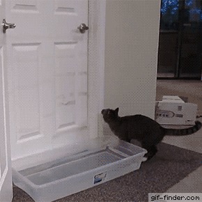 Кошка постоянно открывает дверь. Что делать?