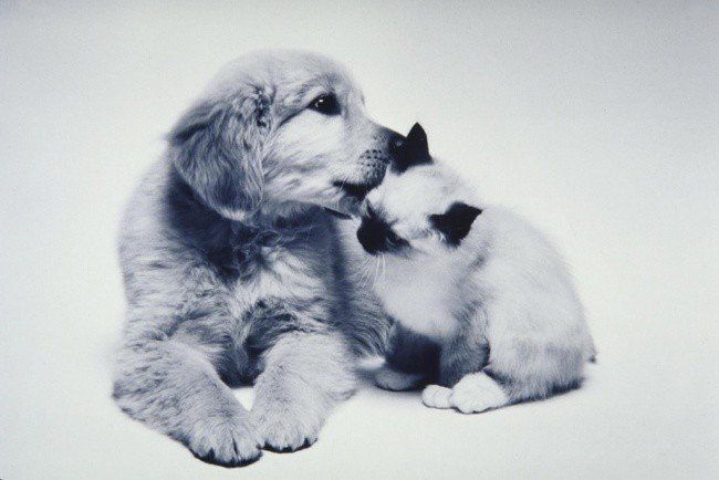 Adorable photos of friendship between dogs and cats - cat, The photo, Longpost