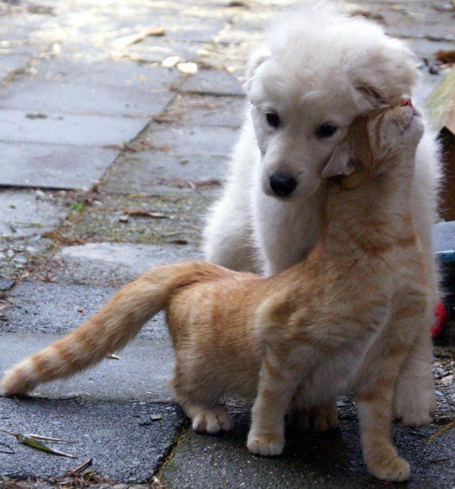 Adorable photos of friendship between dogs and cats - cat, The photo, Longpost