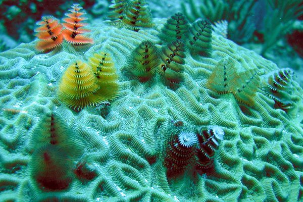 (Not) a lot of cute marine stuff - Sea worm, , Ocean, GIF, Longpost