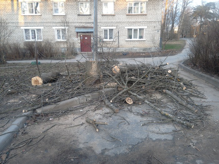 The tree was cut down, but apparently it is not necessary to get out - My, Mikhail Lomonosov, Felling