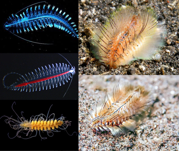 (Not) a lot of cute marine stuff - Sea worm, , Ocean, GIF, Longpost