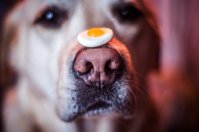 C������ �����)