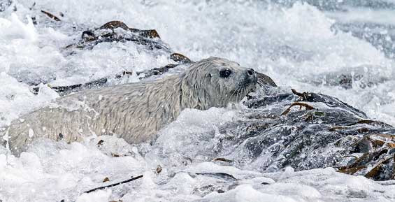 Kamchatka .. Zhrun - Milota, Seal, Kamchatka, Reserves and sanctuaries, Jru, , cat, Belek