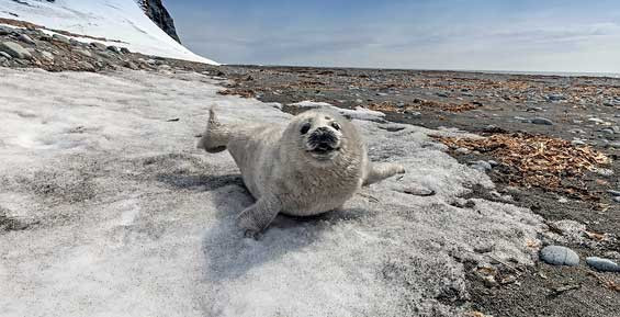 Kamchatka .. Zhrun - Milota, Seal, Kamchatka, Reserves and sanctuaries, Jru, , cat, Belek