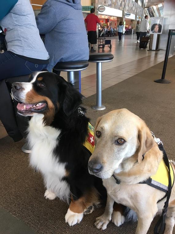 Oklahoma City Airport has therapy dogs you can pet to relieve stress or anxiety - Dog, Animals, Milota, Flight, Reddit