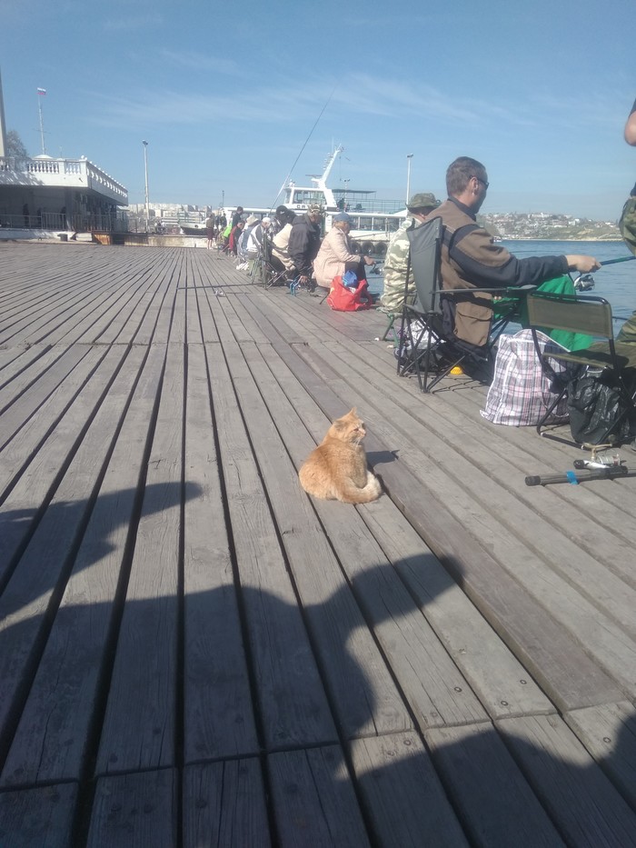 Sevastopol cats fishing - My, Sevastopol, Fishing, cat, Longpost