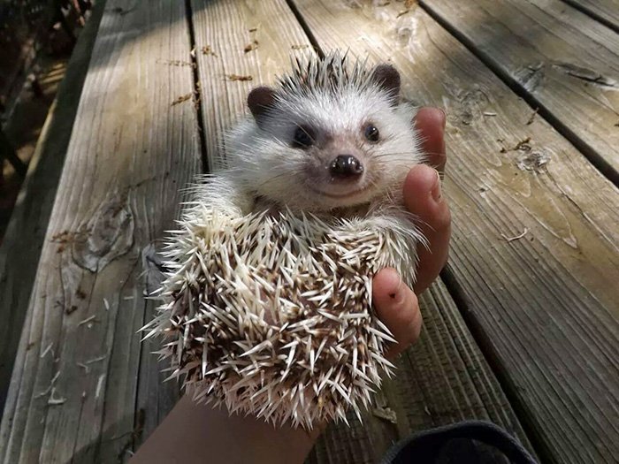 Charming and cute hedgehogs cheer up - Hedgehog, The photo, Longpost