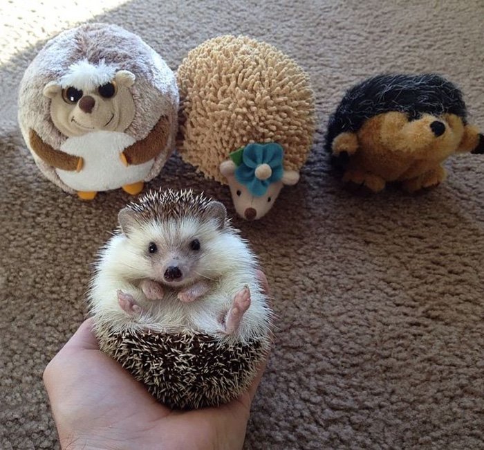 Charming and cute hedgehogs cheer up - Hedgehog, The photo, Longpost