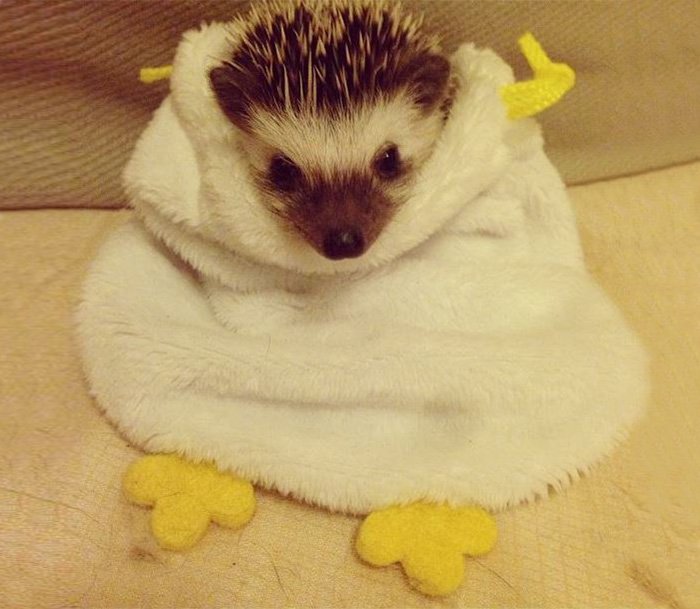 Charming and cute hedgehogs cheer up - Hedgehog, The photo, Longpost