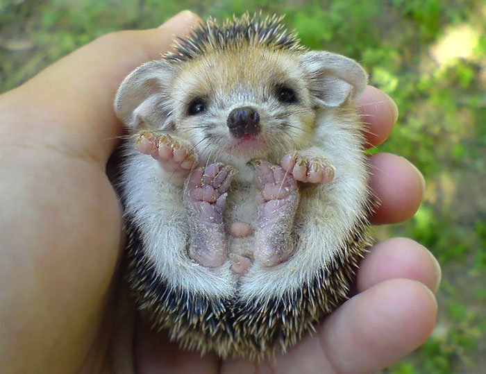 Charming and cute hedgehogs cheer up - Hedgehog, The photo, Longpost