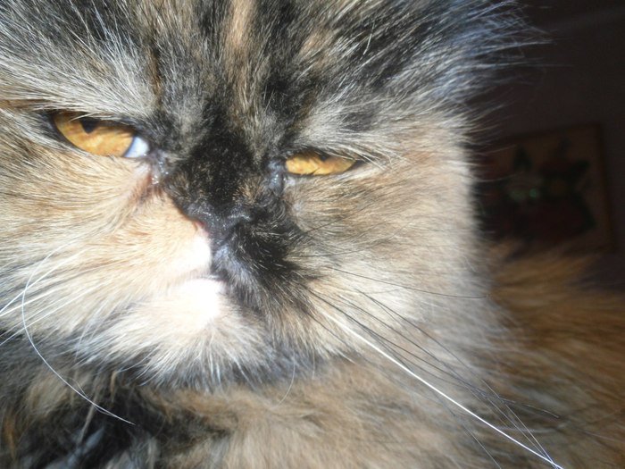 My beast is 16 years old! If I were human, I would get a passport) - My, , Pets, , Longpost, cat