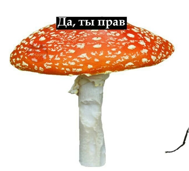 Theater of the absurd - Муха, Mushrooms, Absurd, , Humor, From the network, Longpost, Alexander Griboyedov