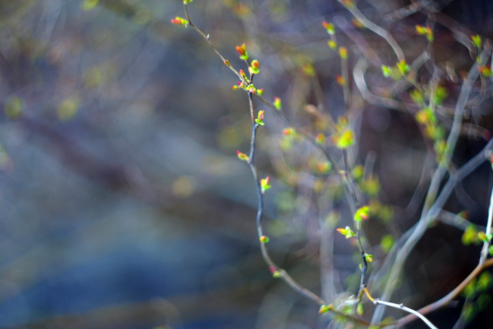 Green lights of spring. - My, The photo, Spring, Helios, Leaves, April, Bokeh, Longpost
