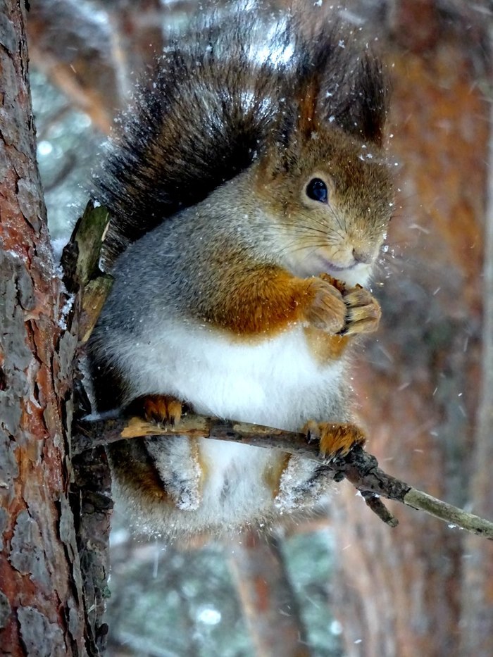 Fluffy - The photo, Squirrel, Nature, Forest, Animals