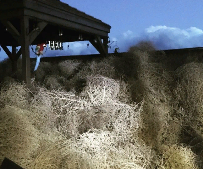 Tumbleweed Invasion in the USA - Plants, USA, Longpost, Tumbleweed