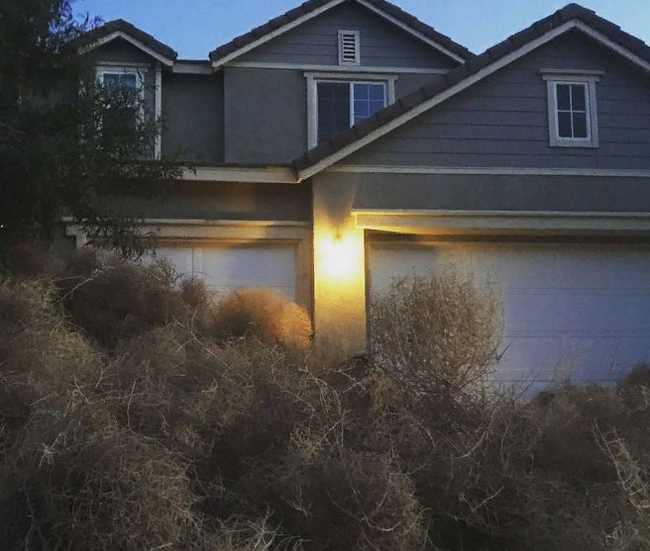 Tumbleweed Invasion in the USA - Plants, USA, Longpost, Tumbleweed