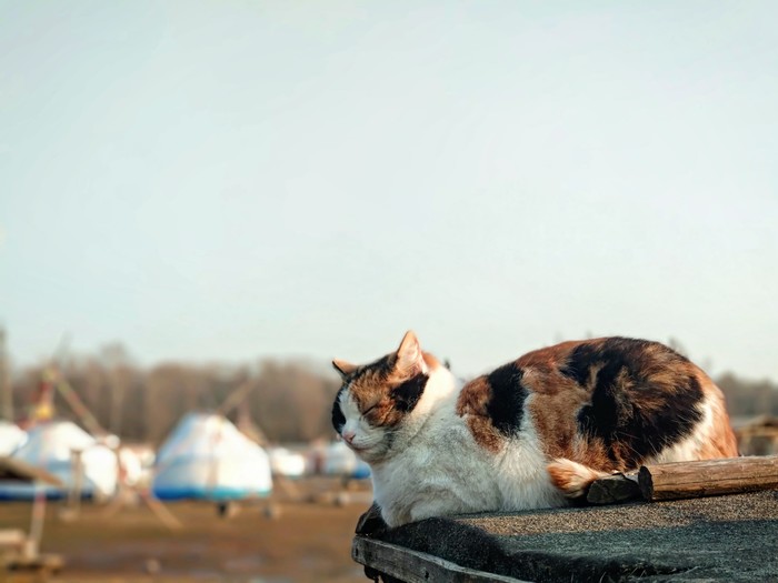 Finally, the sun is shining and warming...) - My, Tricolor cat, Spring, Ethnopark Nomad, cat