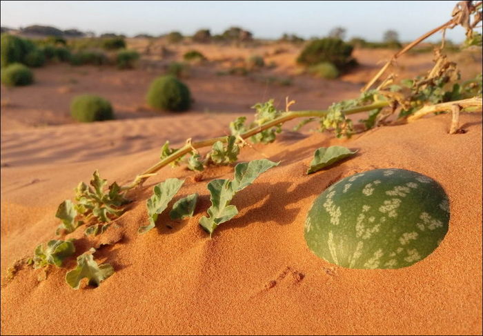 In sand - Watermelon, Sand, From the network