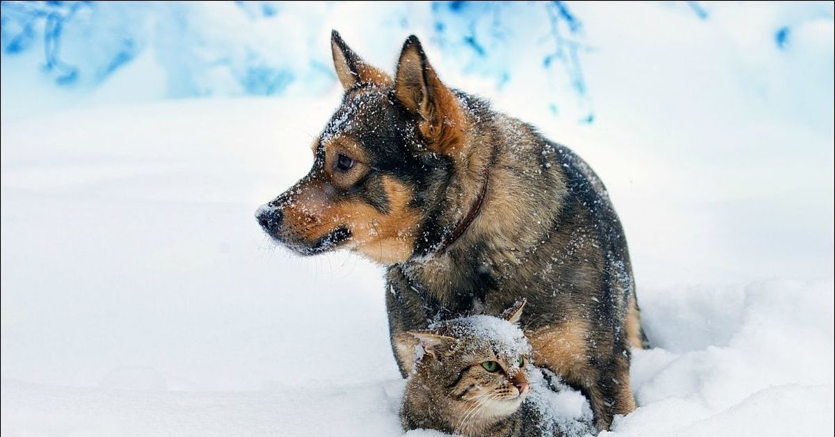 Cat in a dogs world. Собака зимой. Собака в снегу. Кошка и собака зимой. Кошка и собака в снегу.