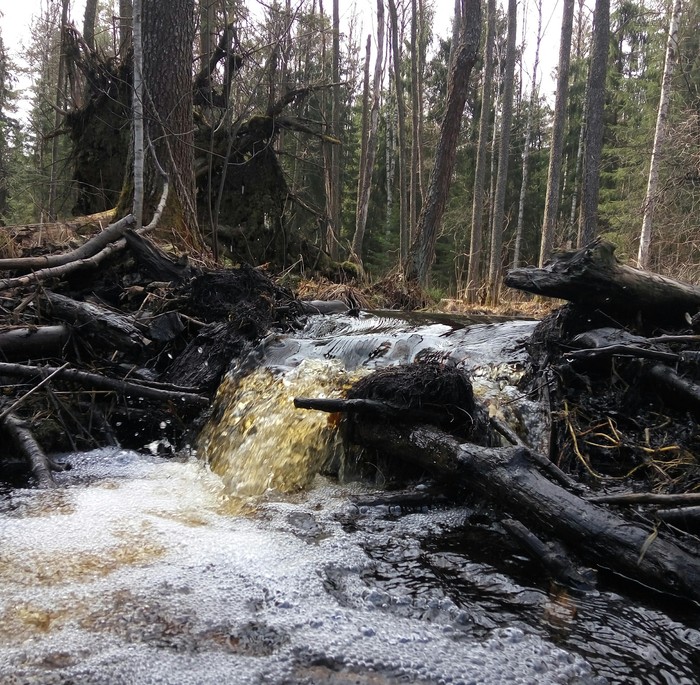 beaver work - My, Waterfall, Beavers, Alloy, Water tourism, Tourism