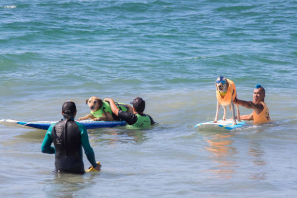 Surfer dog competition in California - , Surfing, Dog, Video, Longpost