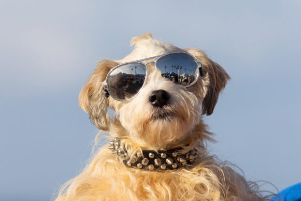 Surfer dog competition in California - , Surfing, Dog, Video, Longpost