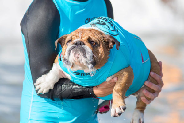 Surfer dog competition in California - , Surfing, Dog, Video, Longpost