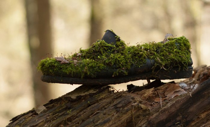 Art object of our forest. I've been watching him for three years now. - My, Forest, Moss, Nature, Boots, Zaros, Longpost