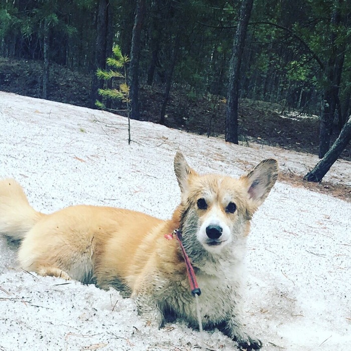 Last April snow near Tyumen - My, Dog, Welsh corgi pembroke, Walk, Spring