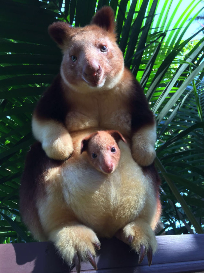 Cuteness in Alien style) - Biology, Kangaroo, Australia, Sydney, Young, First step, Rare view, Facebook, GIF