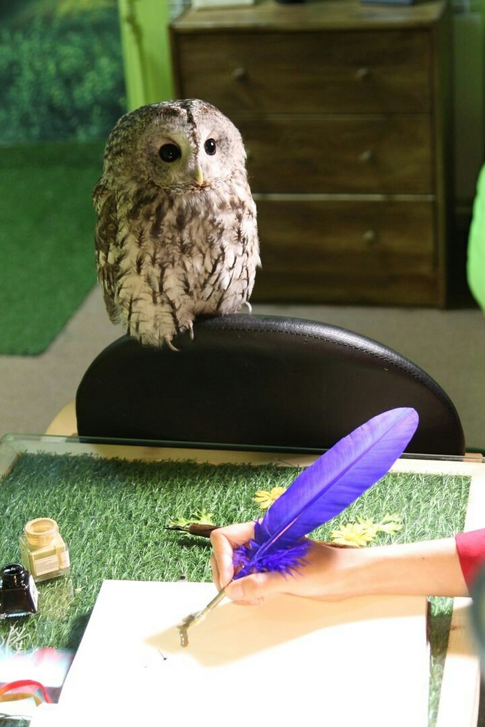 How to keep an owl at home? - My, House owls, , Longpost