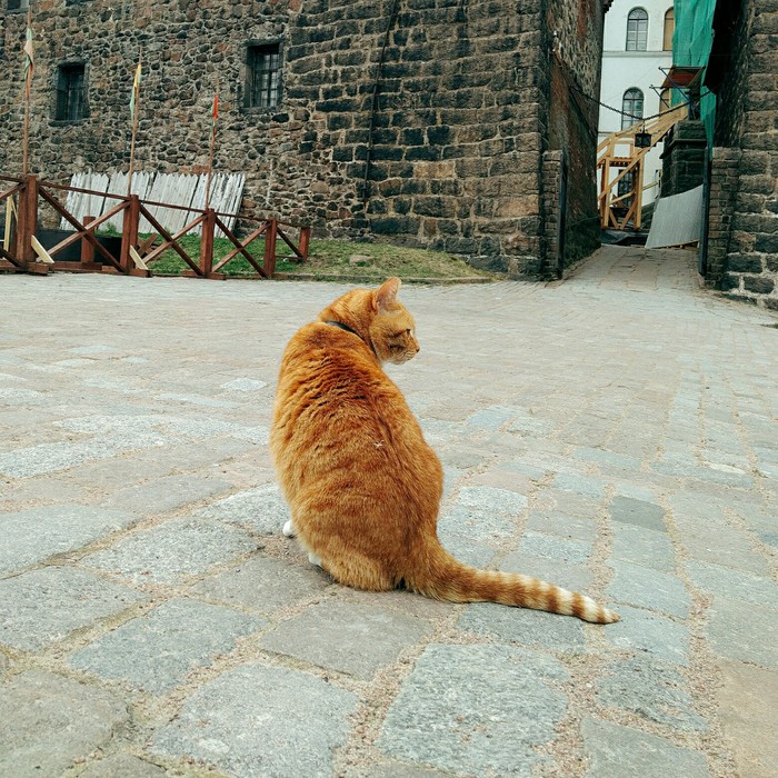 Sir cat Filimon - My, Redheads, , Big cats, Vyborg Castle, Vyborg, Museum, cat