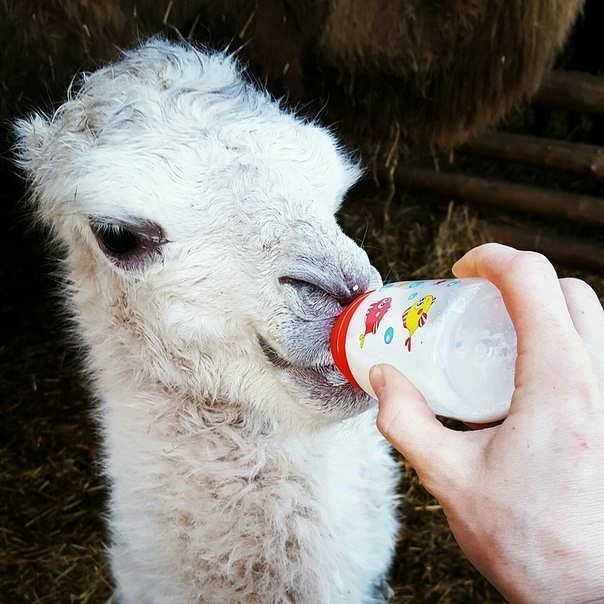 Scheduled lunch! - My, Ethnopark Nomad, Camels, , Milota, Bactrian camel, Is eating, Newborn