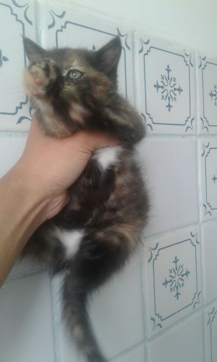 I will give a kitten to the good hands of Almaty. - I will give, Kazakhstan, My, In good hands, No rating, cat, Longpost, I will give the cat for free, Made in Kazakhstan, Almaty