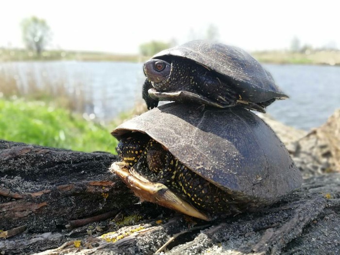 Spring has come, the turtles have arrived - My, Dacha, Turtle, Spring, 