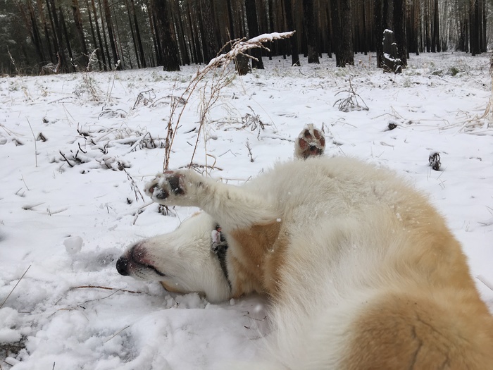 April in Tyumen forgot that it is spring - My, Dog, Tyumen, Spring, Snow, Corgi, Labrador, Longpost