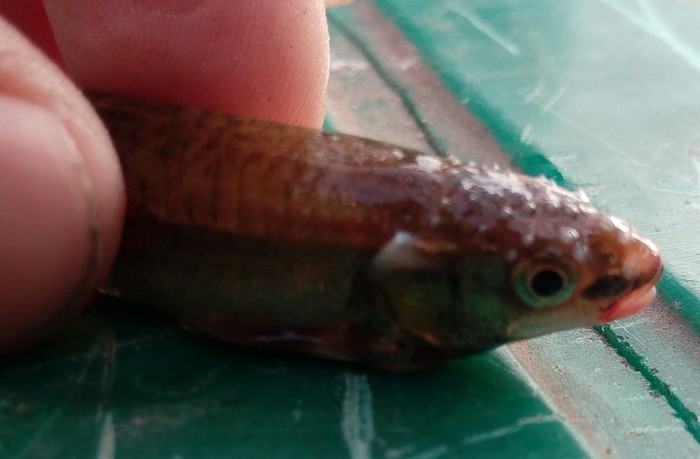 ΡΡΠ±Π° Ρ ΡΠΎΠΆΠΊΠ°ΠΌΠΈ Π½Π° Π³ΠΎΠ»ΠΎΠ²Π΅. Π‘ΠΌΠΎΡΡΠ΅ΡΡ ΡΠΎΡΠΎ ΡΡΠ±Π° Ρ ΡΠΎΠΆΠΊΠ°ΠΌΠΈ Π½Π° Π³ΠΎΠ»ΠΎΠ²Π΅. Π‘ΠΌΠΎΡΡΠ΅ΡΡ ΠΊΠ°ΡΡΠΈΠ½ΠΊΡ ΡΡΠ±Π° Ρ ΡΠΎΠΆΠΊΠ°ΠΌΠΈ Π½Π° Π³ΠΎΠ»ΠΎΠ²Π΅. ΠΠ°ΡΡΠΈΠ½ΠΊΠ° ΠΏΡΠΎ ΡΡΠ±Π° Ρ ΡΠΎΠΆΠΊΠ°ΠΌΠΈ Π½Π° Π³ΠΎΠ»ΠΎΠ²Π΅. Π€ΠΎΡΠΎ ΡΡΠ±Π° Ρ ΡΠΎΠΆΠΊΠ°ΠΌΠΈ Π½Π° Π³ΠΎΠ»ΠΎΠ²Π΅ ΡΡΠ±Π° Ρ ΡΠΎΠΆΠΊΠ°ΠΌΠΈ Π½Π° Π³ΠΎΠ»ΠΎΠ²Π΅. Π‘ΠΌΠΎΡΡΠ΅ΡΡ ΡΠΎΡΠΎ ΡΡΠ±Π° Ρ ΡΠΎΠΆΠΊΠ°ΠΌΠΈ Π½Π° Π³ΠΎΠ»ΠΎΠ²Π΅. Π‘ΠΌΠΎΡΡΠ΅ΡΡ ΠΊΠ°ΡΡΠΈΠ½ΠΊΡ ΡΡΠ±Π° Ρ ΡΠΎΠΆΠΊΠ°ΠΌΠΈ Π½Π° Π³ΠΎΠ»ΠΎΠ²Π΅. ΠΠ°ΡΡΠΈΠ½ΠΊΠ° ΠΏΡΠΎ ΡΡΠ±Π° Ρ ΡΠΎΠΆΠΊΠ°ΠΌΠΈ Π½Π° Π³ΠΎΠ»ΠΎΠ²Π΅. Π€ΠΎΡΠΎ ΡΡΠ±Π° Ρ ΡΠΎΠΆΠΊΠ°ΠΌΠΈ Π½Π° Π³ΠΎΠ»ΠΎΠ²Π΅