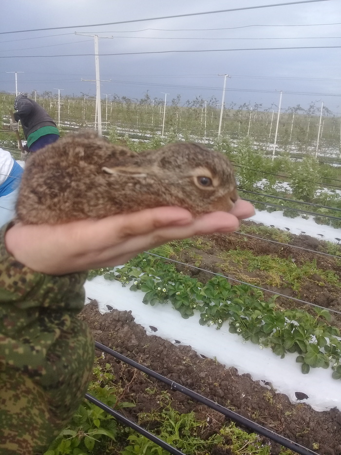 Bunny - Hare, My, Animals