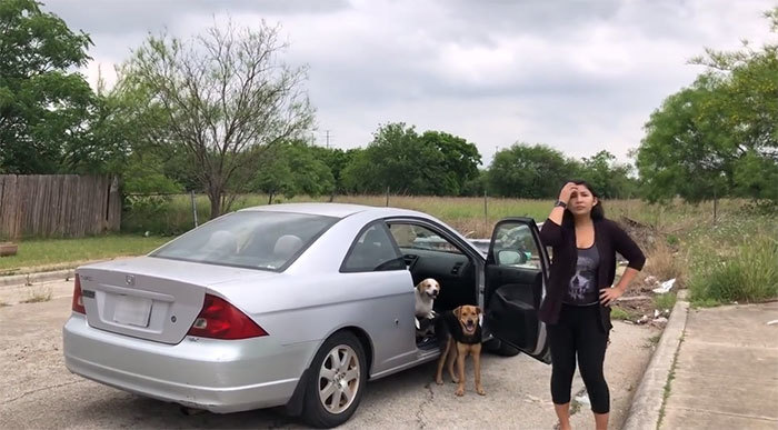 Texas woman who left four of her dogs in a wasteland faces a year in prison and a large fine - Homeless animals, USA, Dog, San Antonio, Video, Longpost