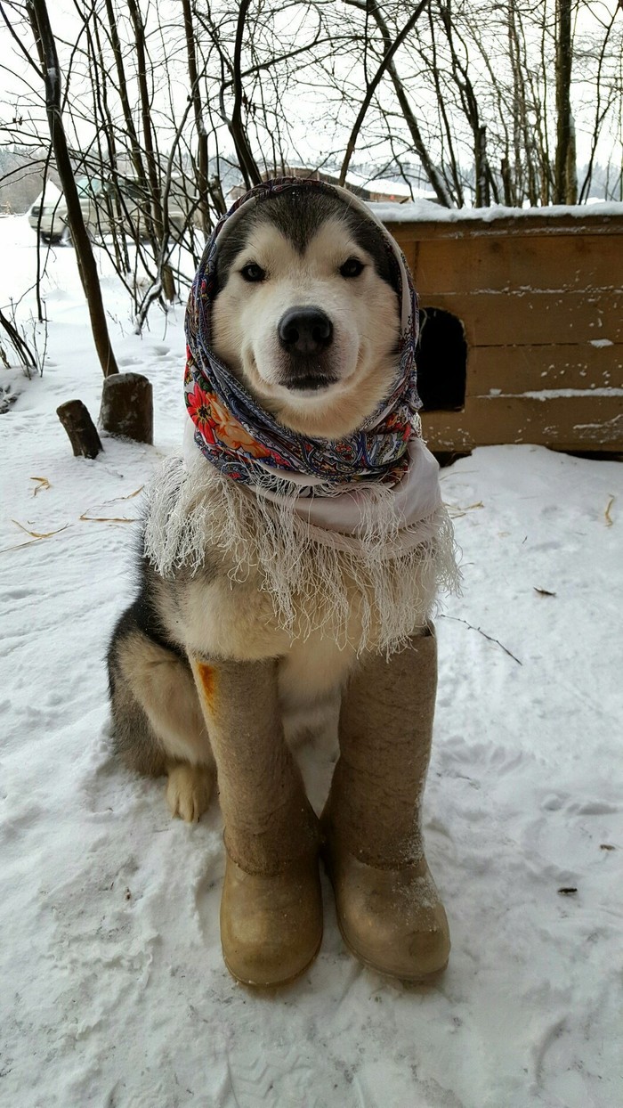 Let's get our winter clothes back...) - My, Alaskan Malamute, , Ethnopark Nomad, Cold, Dog