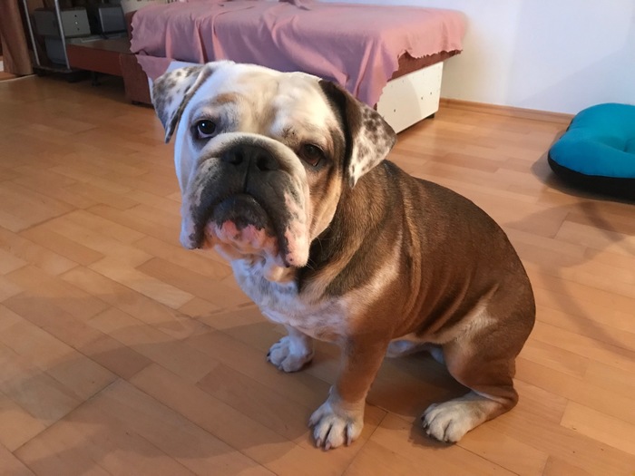 Как подарить собаку родителям.