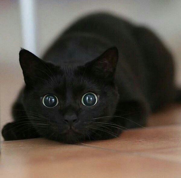 I'm just looking) - Love, Familiars, cat, The photo, Eyes