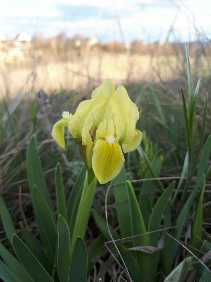 Don steppe, yellow iris - Plants, Flowers, The photo, Irises