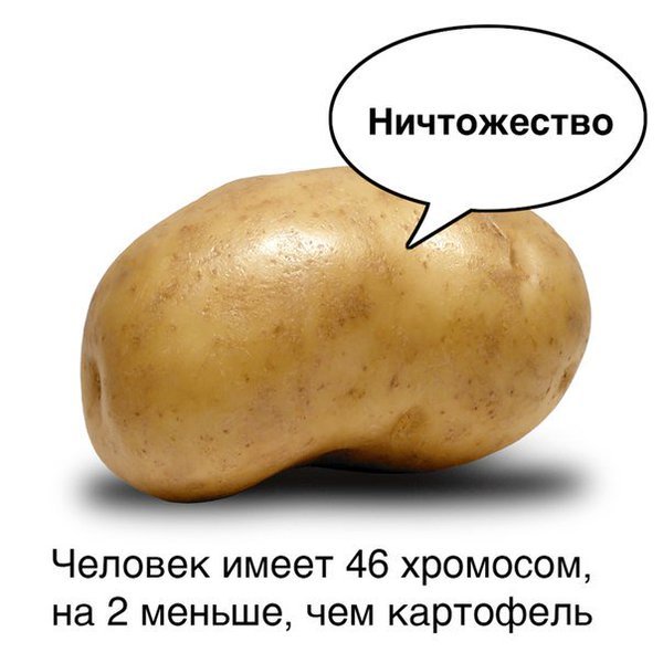 Insignificance - Potato, Mind, Facts, , Chromosomes