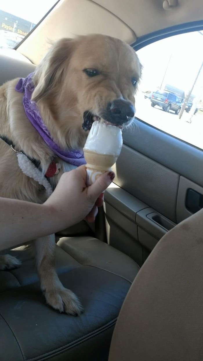 When you are very angry, but really want ice cream - Dog, Ice cream, Kus, Anger
