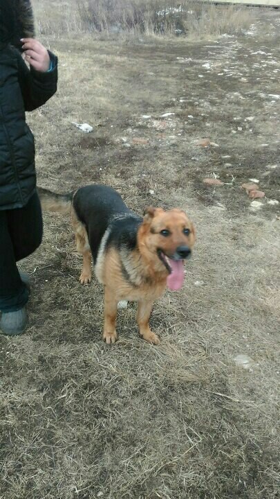 Found a dog, a shepherd. - My, No rating, Dog, Help, Ufa, Longpost