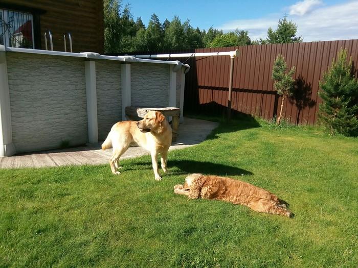 Labrador - Dog, Labrador, My, The photo, Longpost